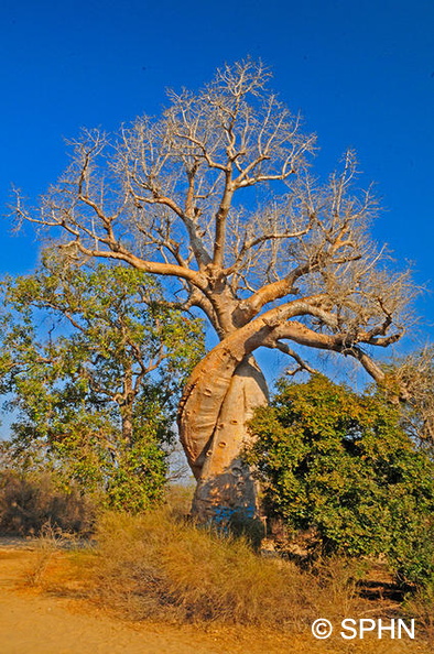 Baobab_amoureux_adansonia_fony_MAD8057 .jpg