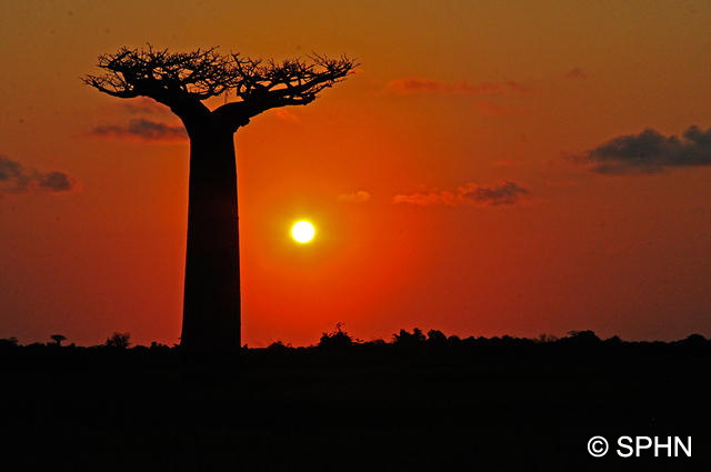 Baobab_adansonia_grandidieri_MAD8088_CC.jpg