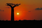 Baobab au coucher du soleil 