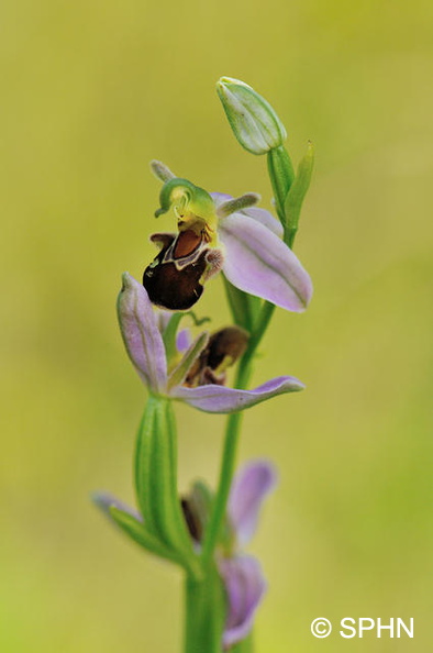 Ophrys abeille_DSC_5770 M_AC.jpg