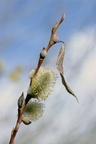 Chatons de Saule (Salix sp.)
