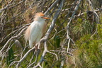 Héron garde-bœufs  (Bubulcus ibis)