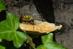 Lepture tacheté  (Ruptela maculata) 