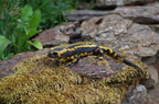 Salamandre tachetée (Salamandra salamandra)