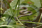 Couleuvre à collier (Natrix natrix)