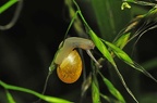 Escargot des haies (Cepaea nemoralis)