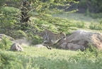 Léopard (Panthera pardus)