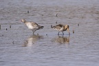 Barges rousses  (Limosa lapponica)