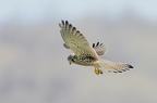 Faucon crécerelle (Falco tinnunculus) 