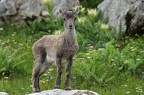 Bouquetin (cabri) (Capra ibex)