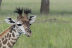 Girafe Masai (Giraffe tippelskirchi)