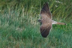 Faucon Crécerelle femelle  (Falco tunnunculus)