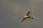 Héron garde-boeufs  (Bubulcus ibis)