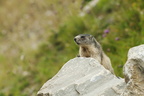 Marmotte au créneau - 3e prix ex aequo mammifères 2012