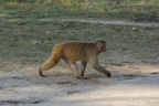 Macaque rhésus (Macaca mulata)