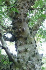 Poivrier du Sichuan (Zanthoxylium piperitum)   