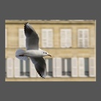 ois-mouette-rieuse-DJaouen