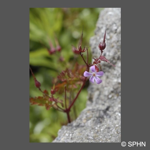 flore-herbe-a-robert-DJaouen.jpg