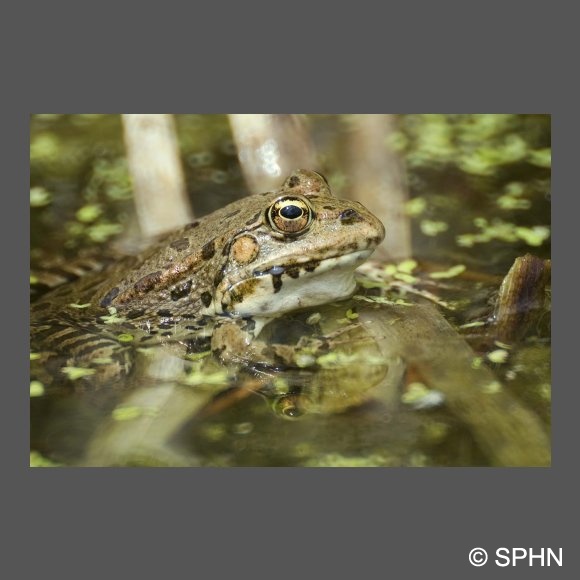 amphi-grenouille-verte-DJaouen2.jpg