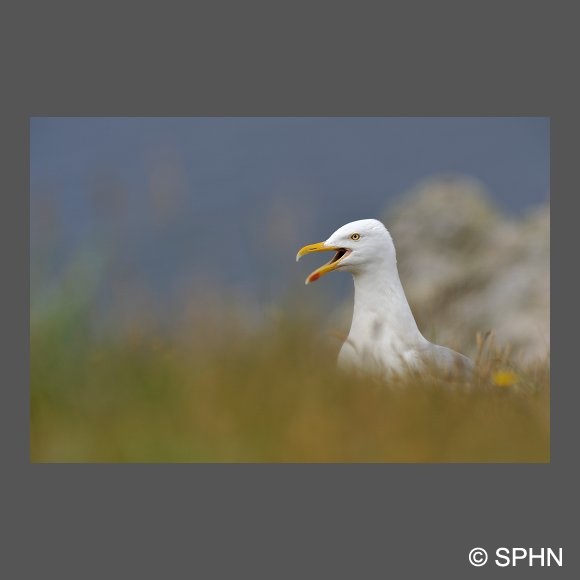 ois-goeland-argente-JPDubois.jpg