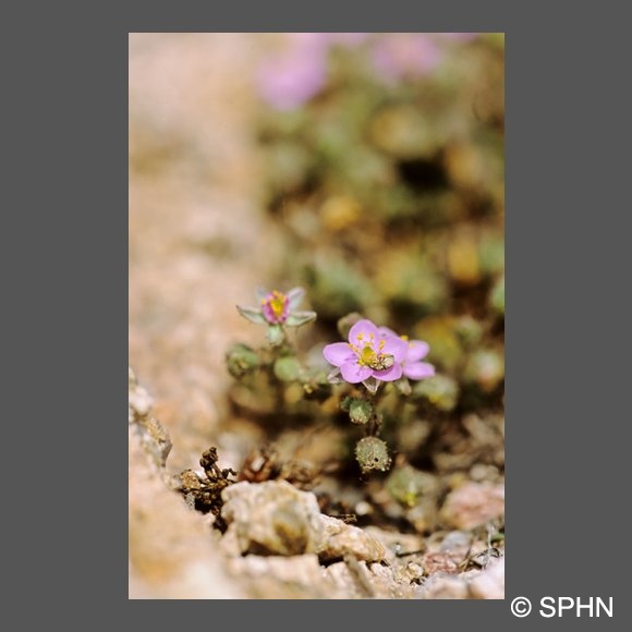 flore-spergulaire-des-rochers-MFuric.jpg
