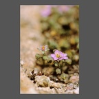 flore-spergulaire-des-rochers-MFuric