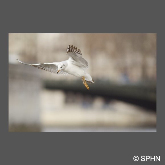 ois-mouette-rieuse2-DJaouen.jpg