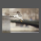 Mouette rieuse Paris