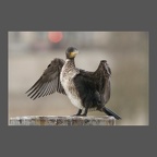 Grand Cormoran Paris