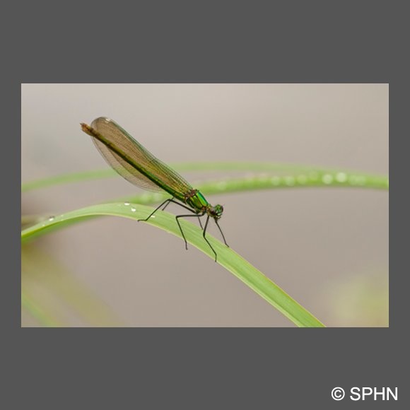 ins-calopteryx-splendide-DJaouen.jpg