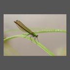 Calopteryx splendide