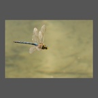 Anax empereur