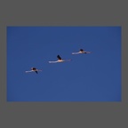 ois-flamands-roses-JPDubois